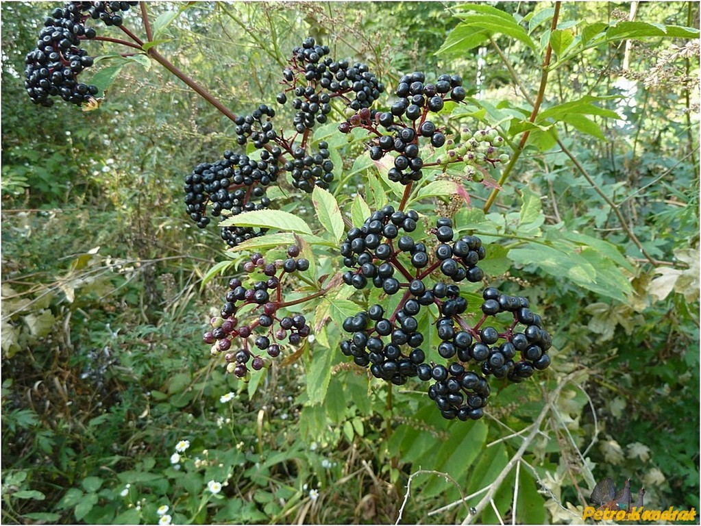 Изображение особи Sambucus ebulus.