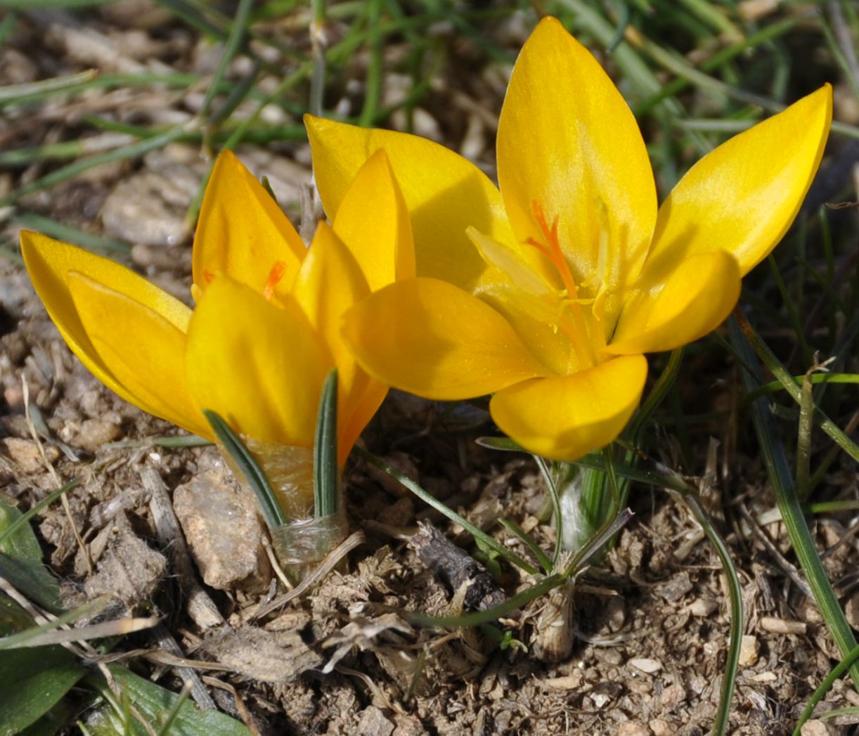 Image of Crocus chrysanthus specimen.