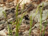 Carex digitata