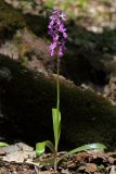 Orchis mascula