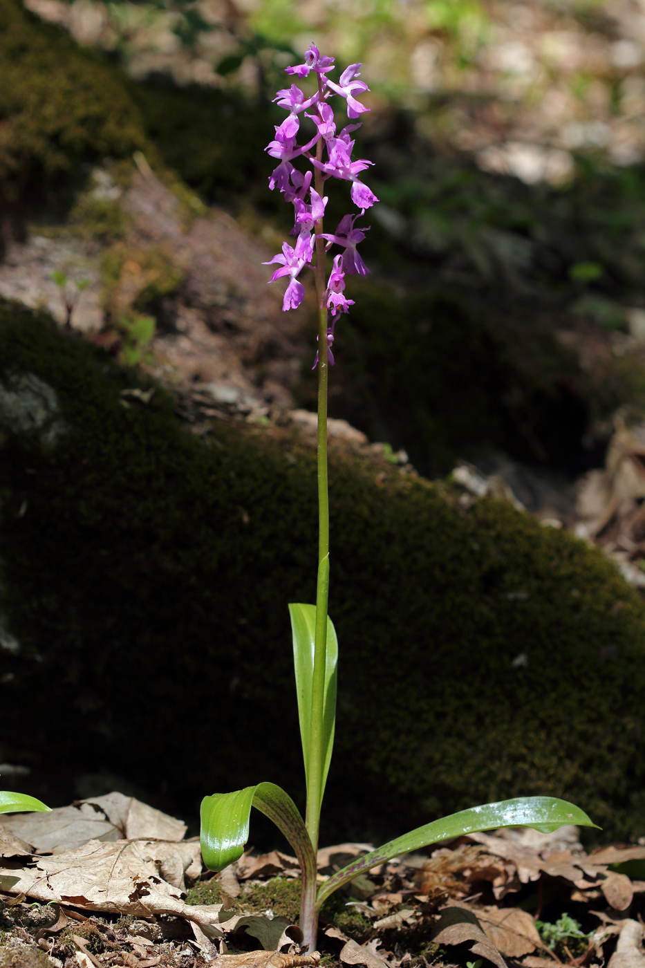 Изображение особи Orchis mascula.