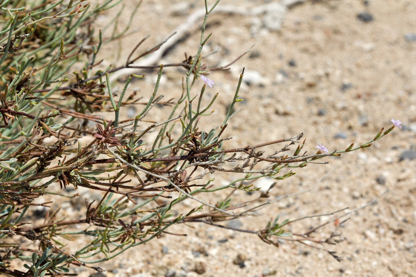 Изображение особи Limonium proliferum.