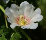 Alcea rosea. Цветок. Восточный Казахстан, г. Усть-Каменогорск, правый берег р. Иртыш, склон грунтовой дороги, самосев. 04.07.2017.