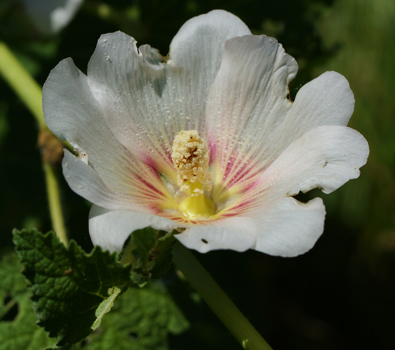 Image of Alcea rosea specimen.