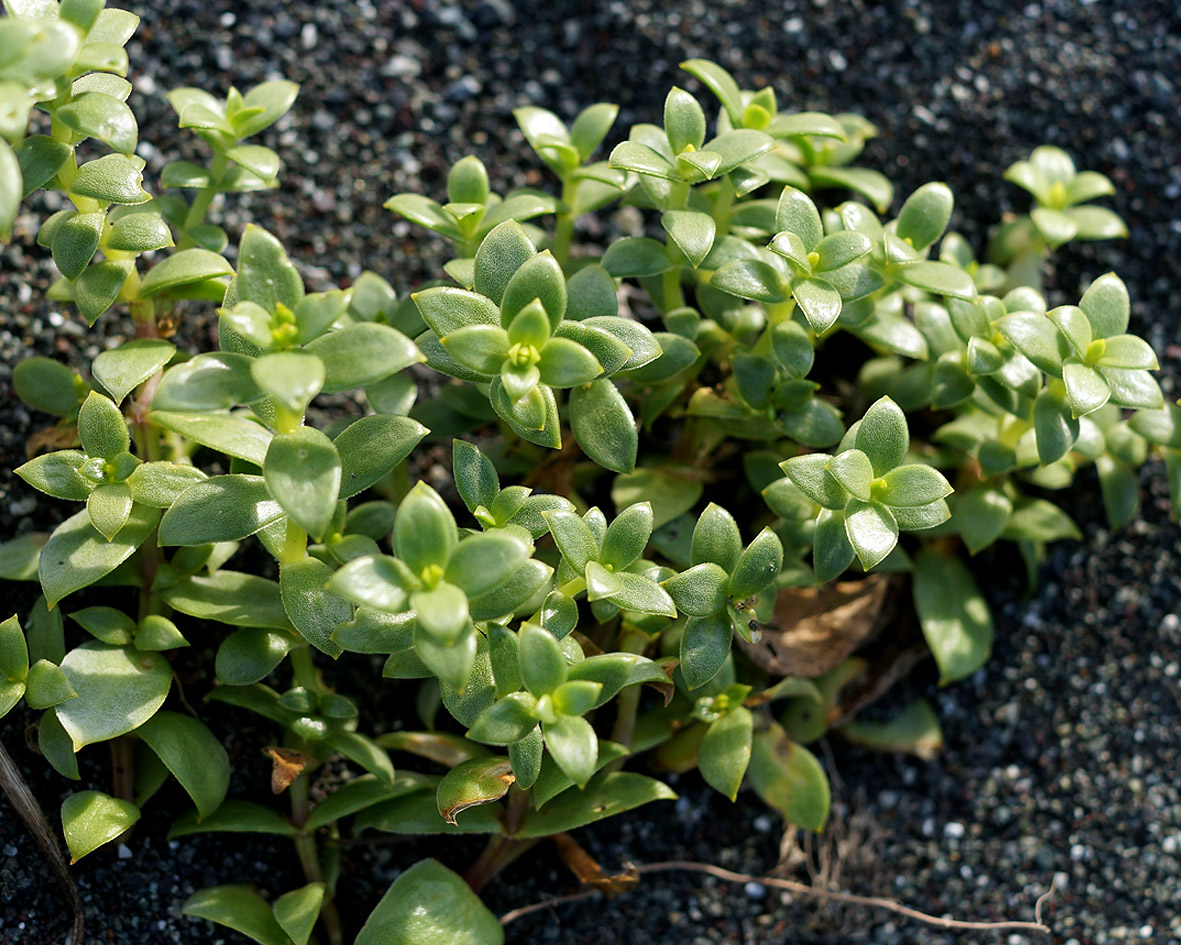 Image of Honckenya peploides ssp. major specimen.