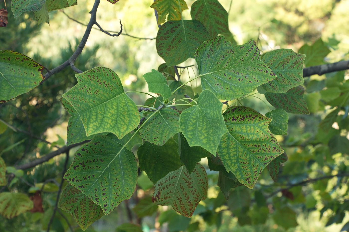 Image of Liriodendron tulipifera specimen.