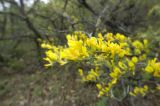 Chamaecytisus ruthenicus. Побег с цветками. Крым, Бахчисарайский р-н, окр. пещерного г. Эски-Кермен, лес по дороге к пещерному монастырю Шулдан. 04.05.2009.