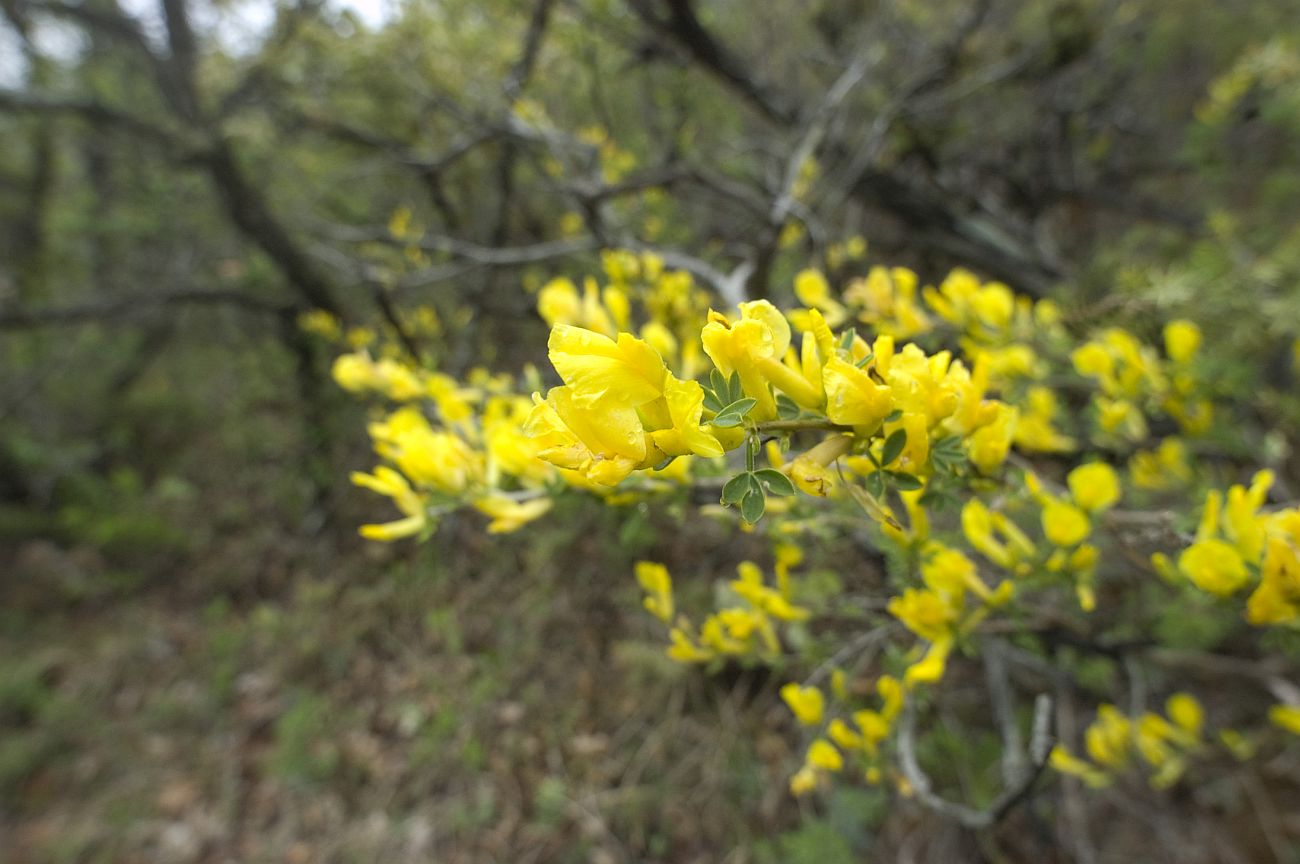 Image of Chamaecytisus ruthenicus specimen.