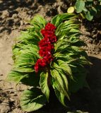 Celosia cristata