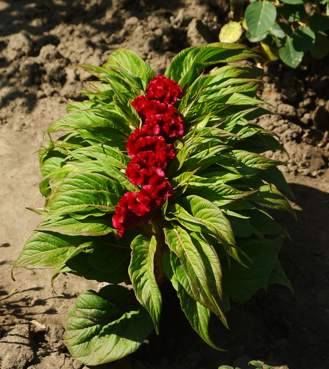 Изображение особи Celosia cristata.