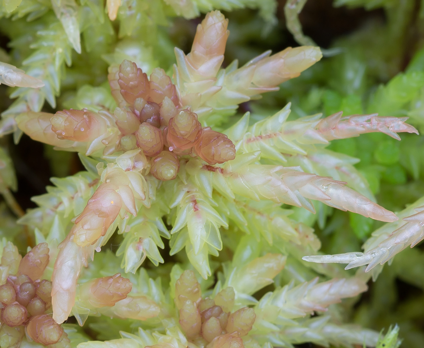 Image of Sphagnum divinum specimen.