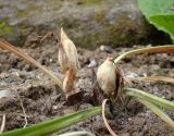 Crocus vernus