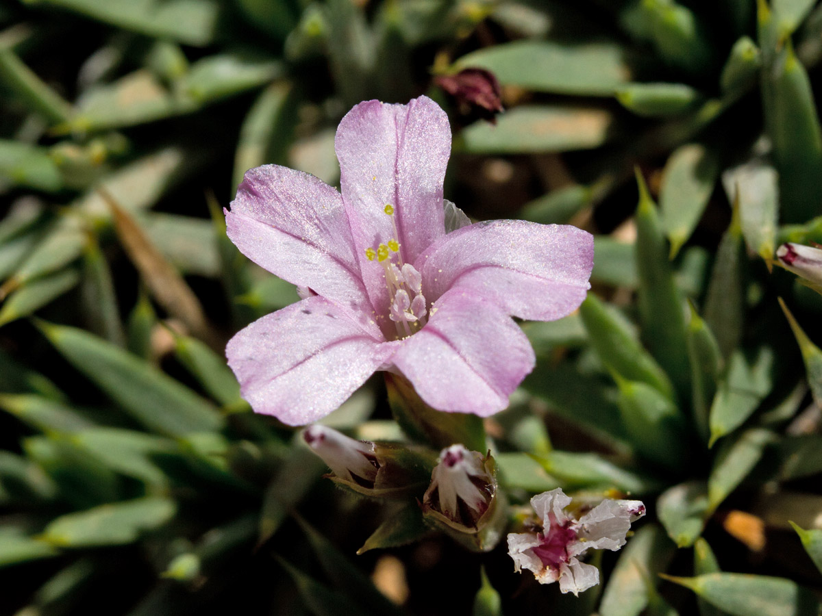 Изображение особи Acantholimon ulicinum.