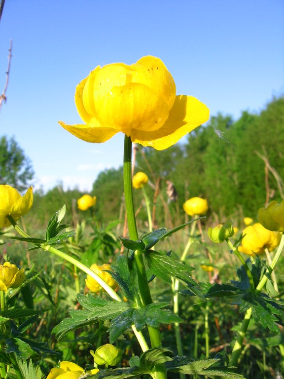 Image of Trollius europaeus specimen.