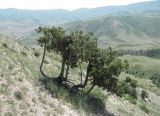 Juniperus polycarpos. Деревья на склоне горы. Дагестан, г. о. Махачкала, окр. с. Талги. 15.05.2018.
