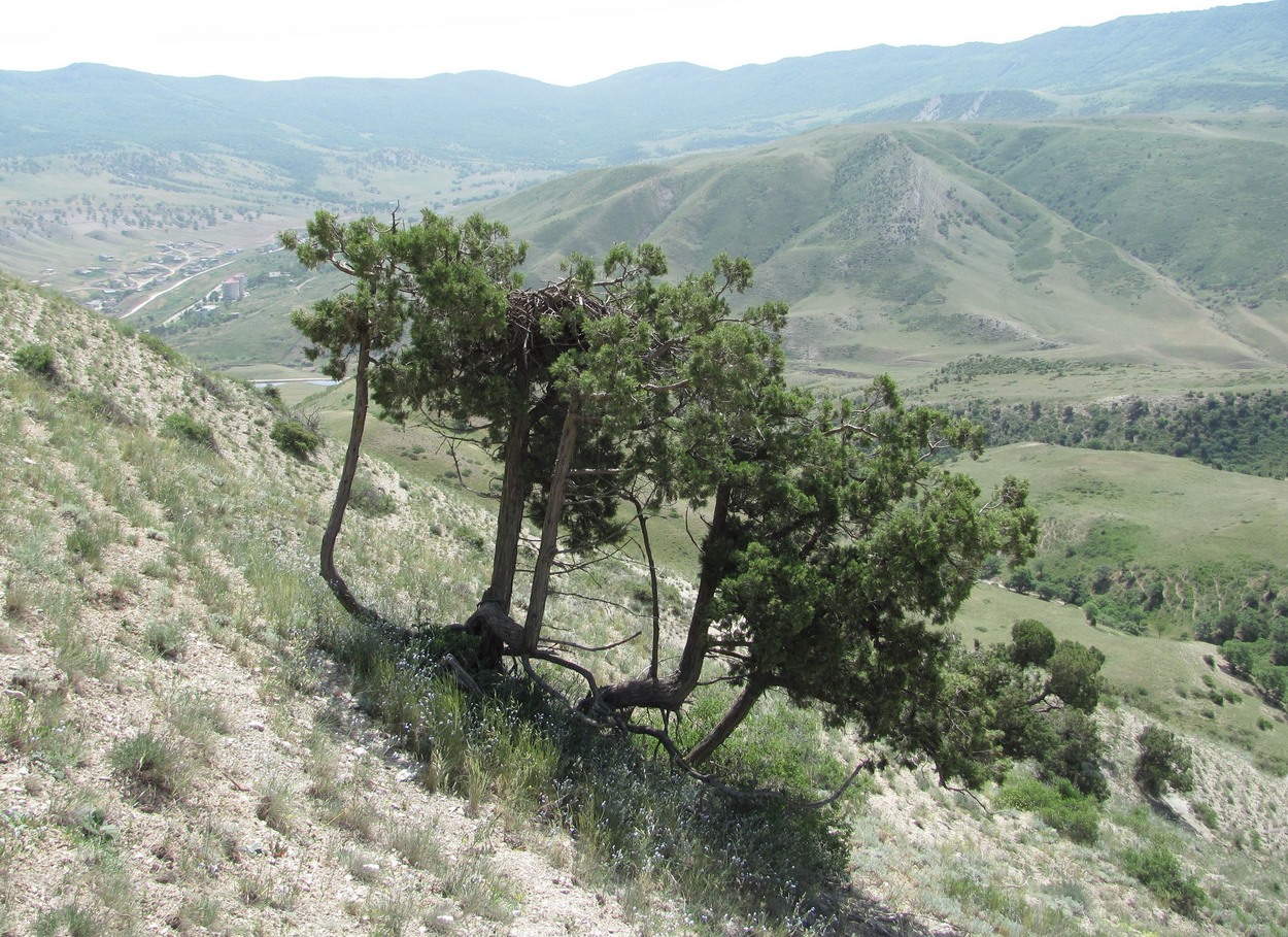 Image of Juniperus polycarpos specimen.