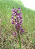 Anacamptis morio ssp. caucasica