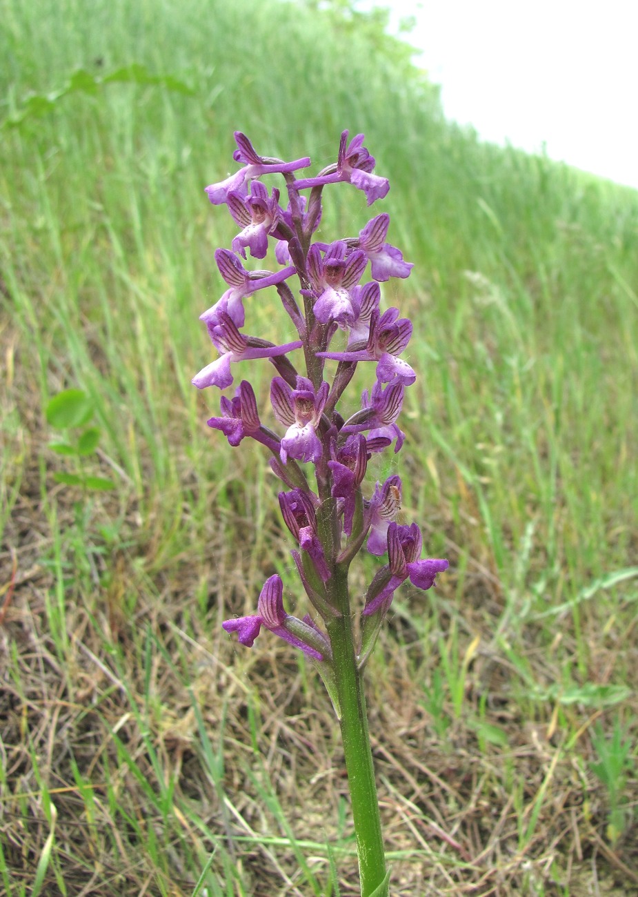 Image of Anacamptis morio ssp. caucasica specimen.