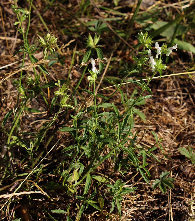 Image of Stachys atherocalyx specimen.