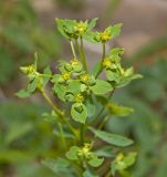 Euphorbia korshinskyi