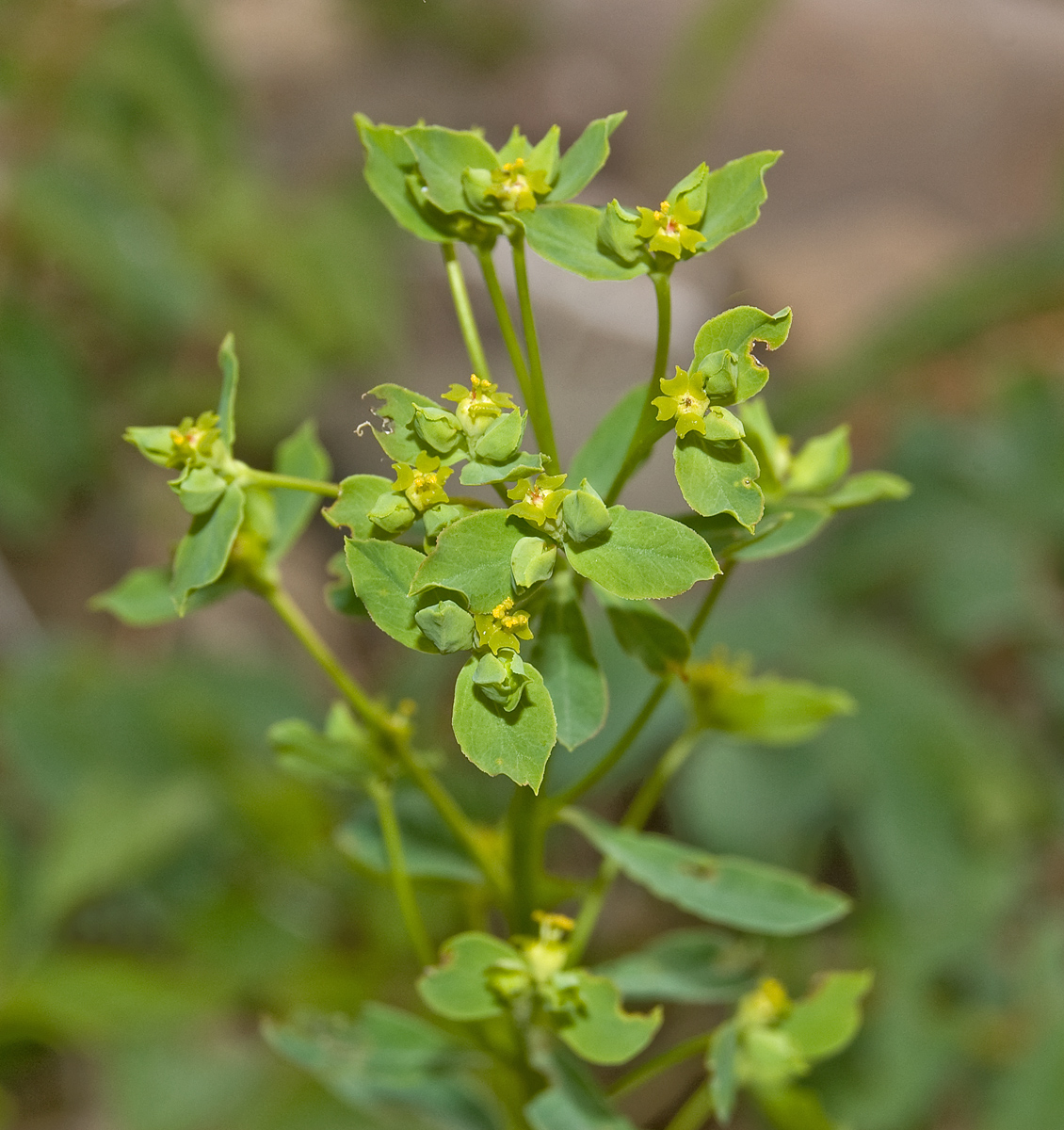 Изображение особи Euphorbia korshinskyi.