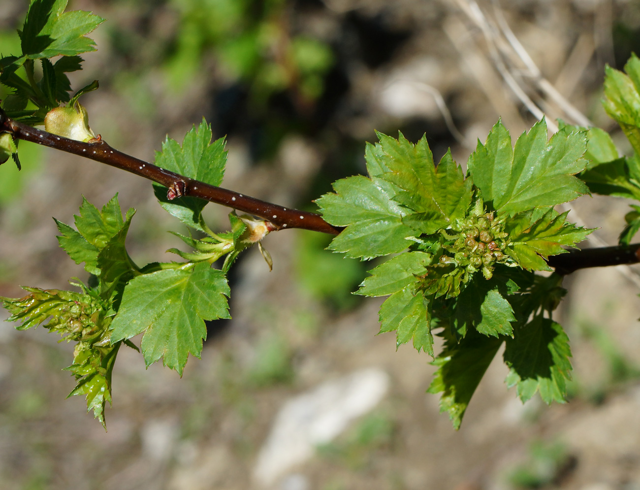 Изображение особи Crataegus chlorocarpa.