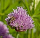 Allium schoenoprasum. Соцветие с фуражирующей пчелой. Пермский край, пос. Юго-Камский, частное подворье, в культуре. 24 июня 2018 г.