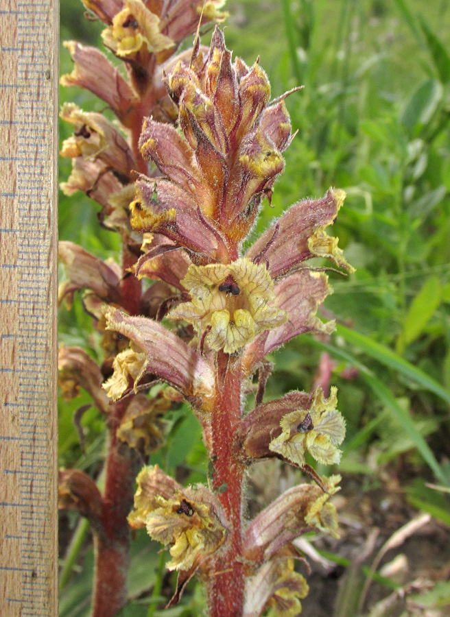 Image of Orobanche owerinii specimen.