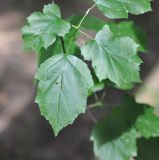 Sorbus torminalis