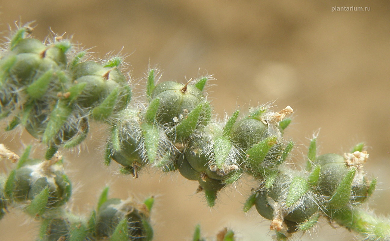 Image of Heliotropium europaeum specimen.