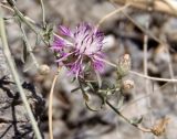 Centaurea caprina. Побег с раскрывшимся и формирующимися соцветиями. Южный берег Крыма, возле пос. Новый Свет, склон горы Орёл (Коба-Кая), возле грота Шаляпина. 12.08.2018.