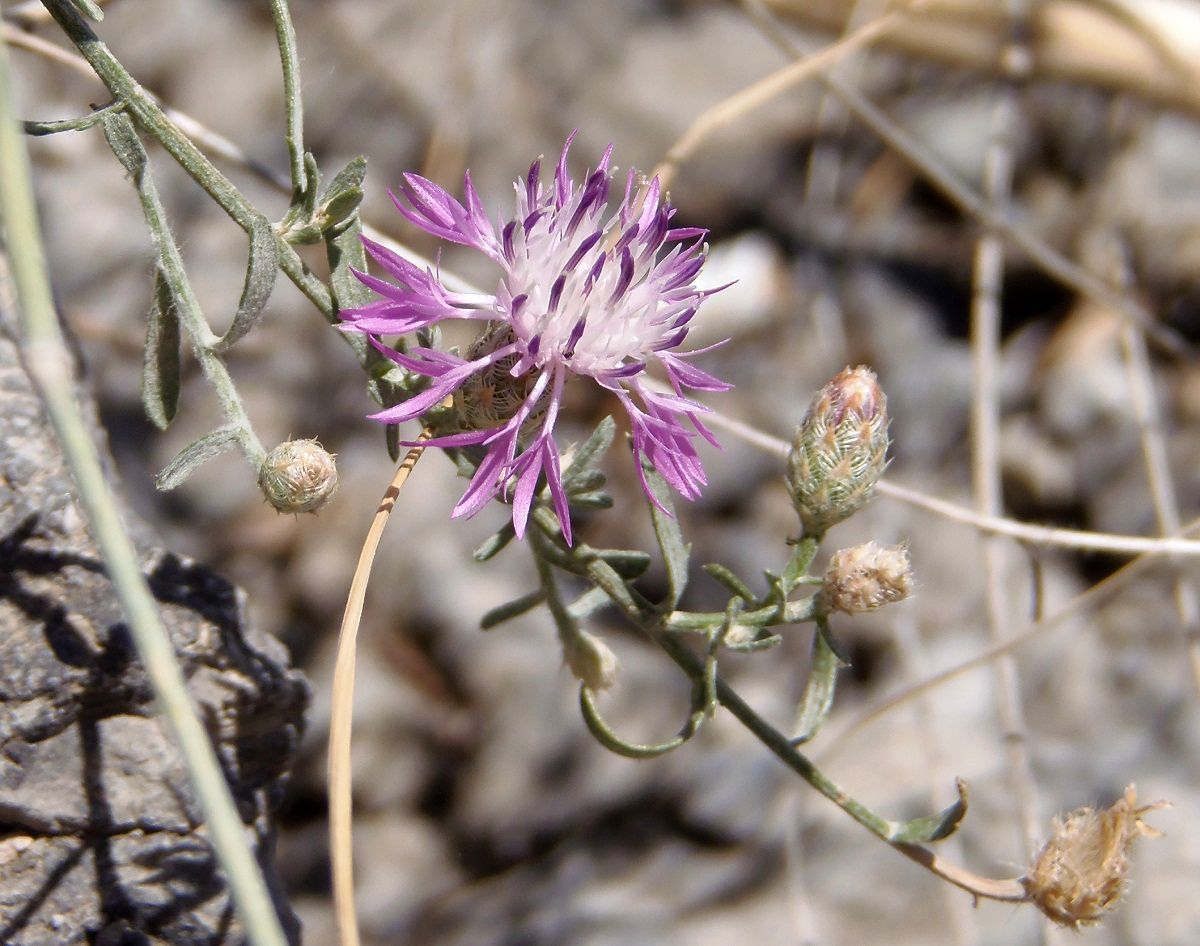 Image of Centaurea caprina specimen.