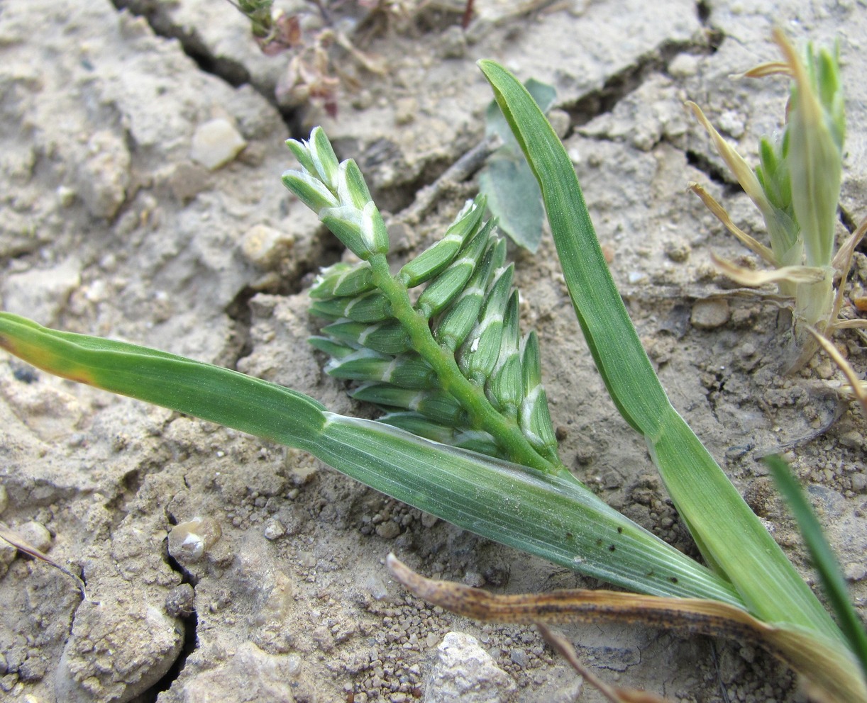 Изображение особи Sclerochloa dura.