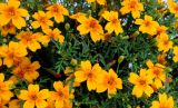 Tagetes tenuifolia