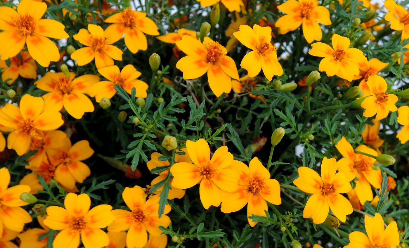 Изображение особи Tagetes tenuifolia.