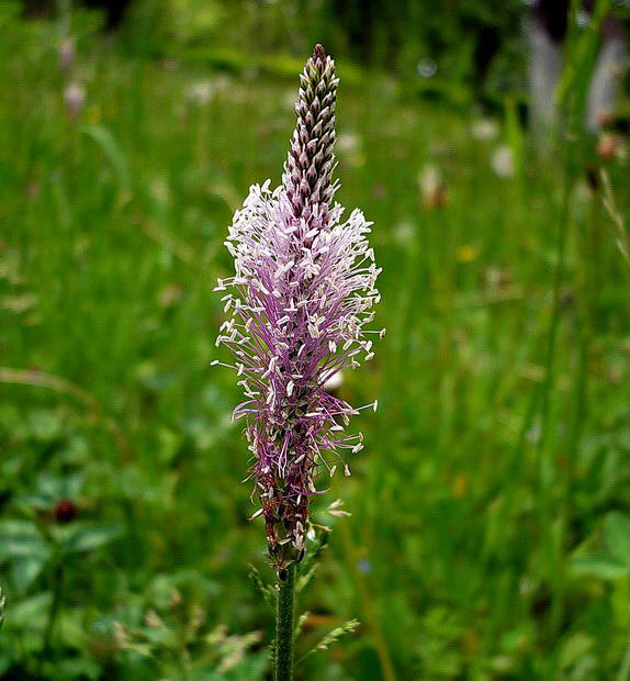 Image of Plantago media specimen.