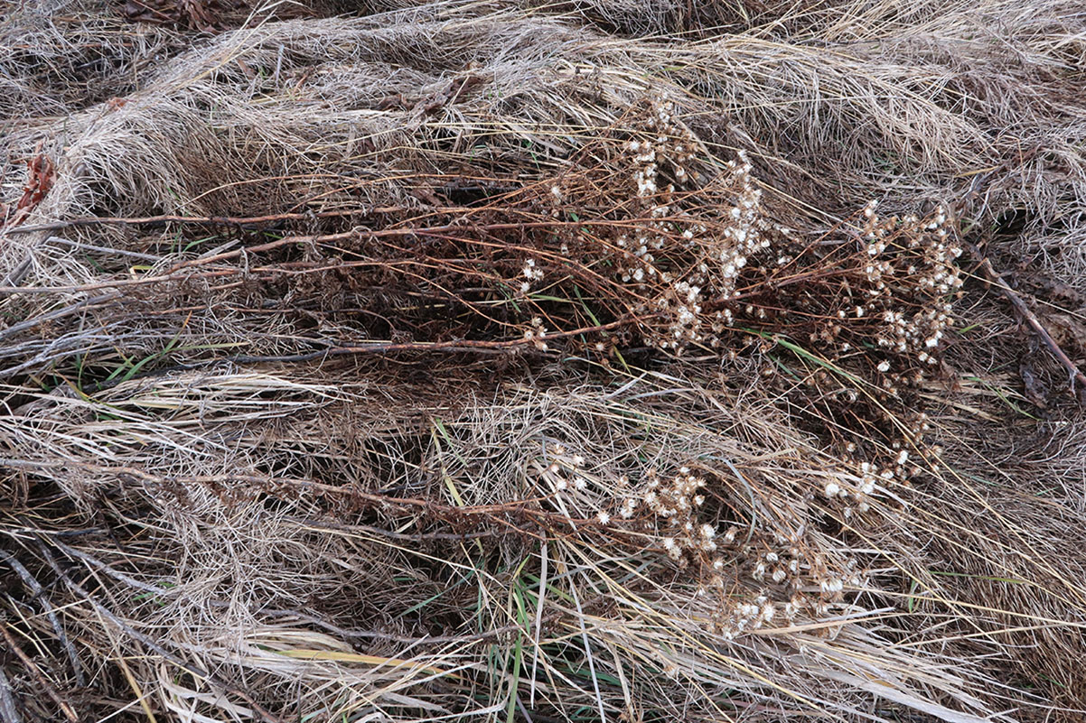 Image of Senecio erucifolius specimen.