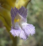 Phelipanche arenaria
