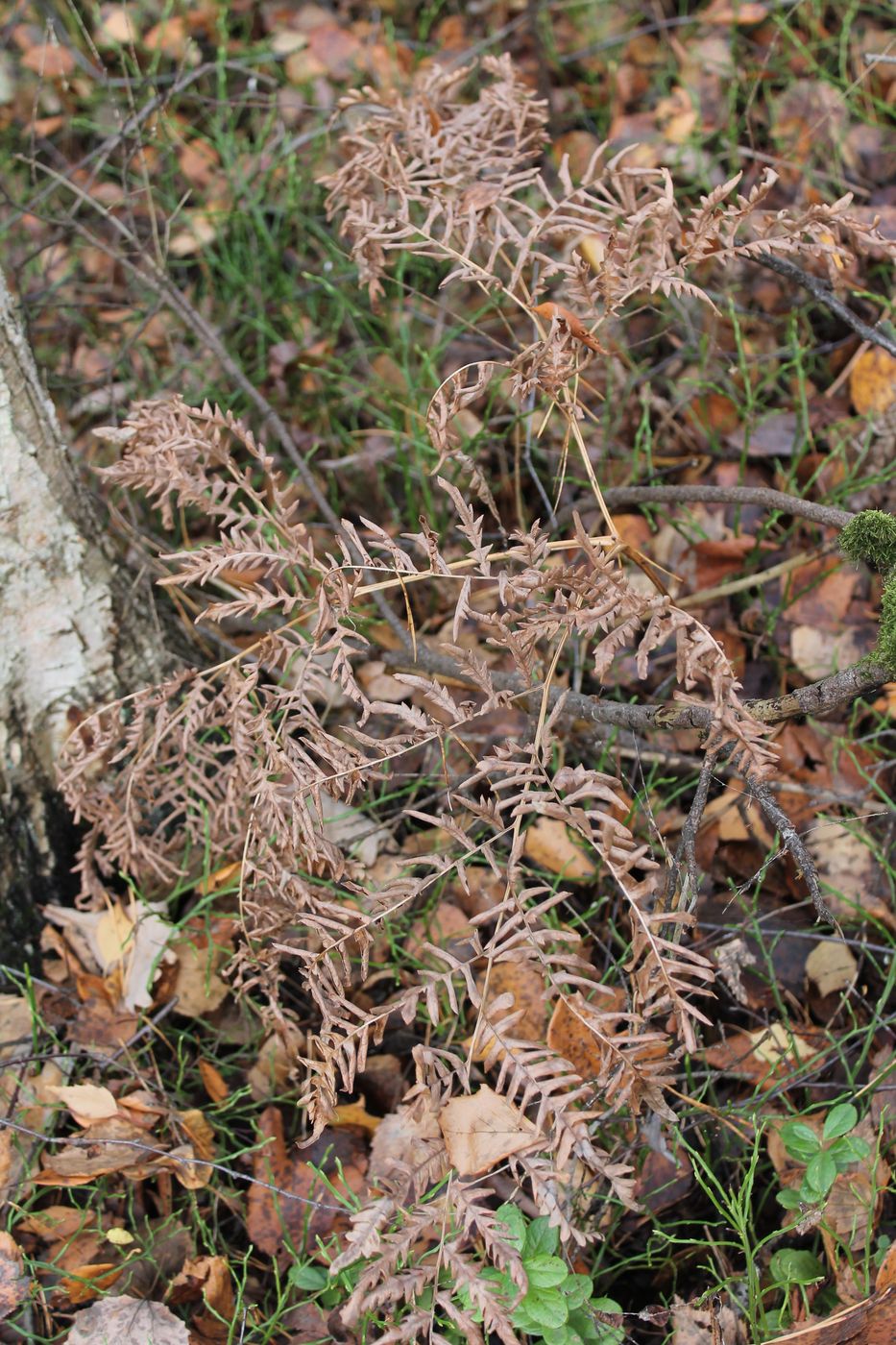 Image of Pteridium pinetorum specimen.