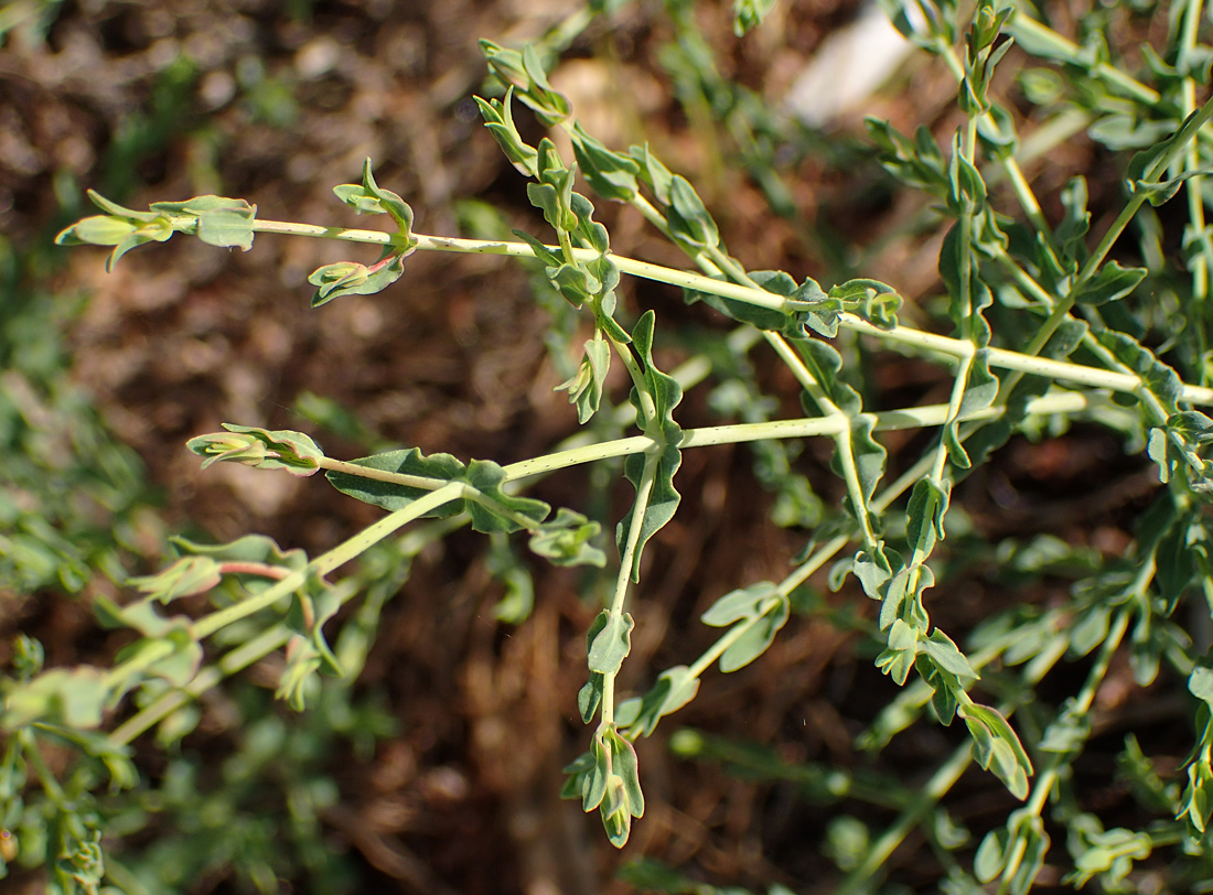 Image of Hypericum triquetrifolium specimen.