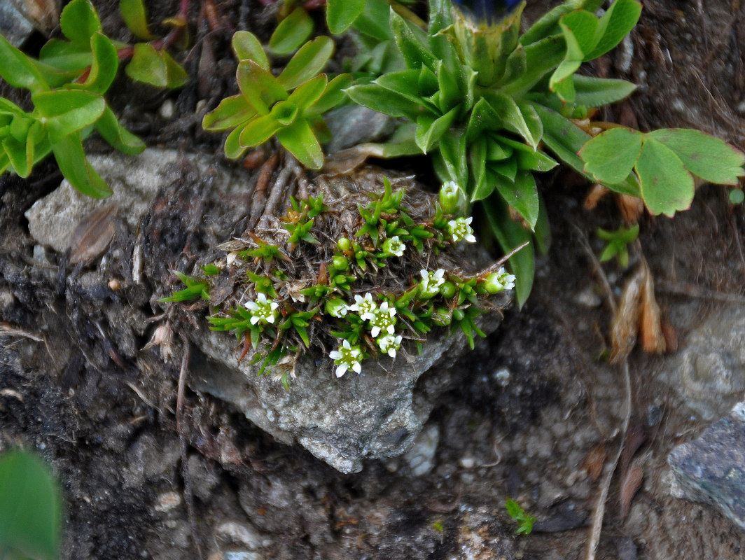 Image of Minuartia biflora specimen.