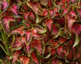 Coleus scutellarioides