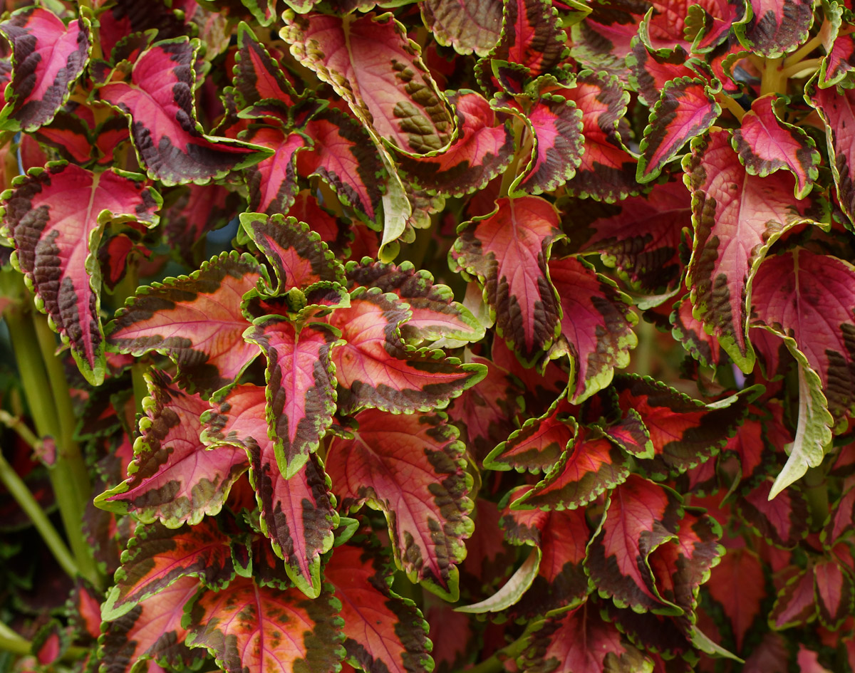 Image of Coleus scutellarioides specimen.