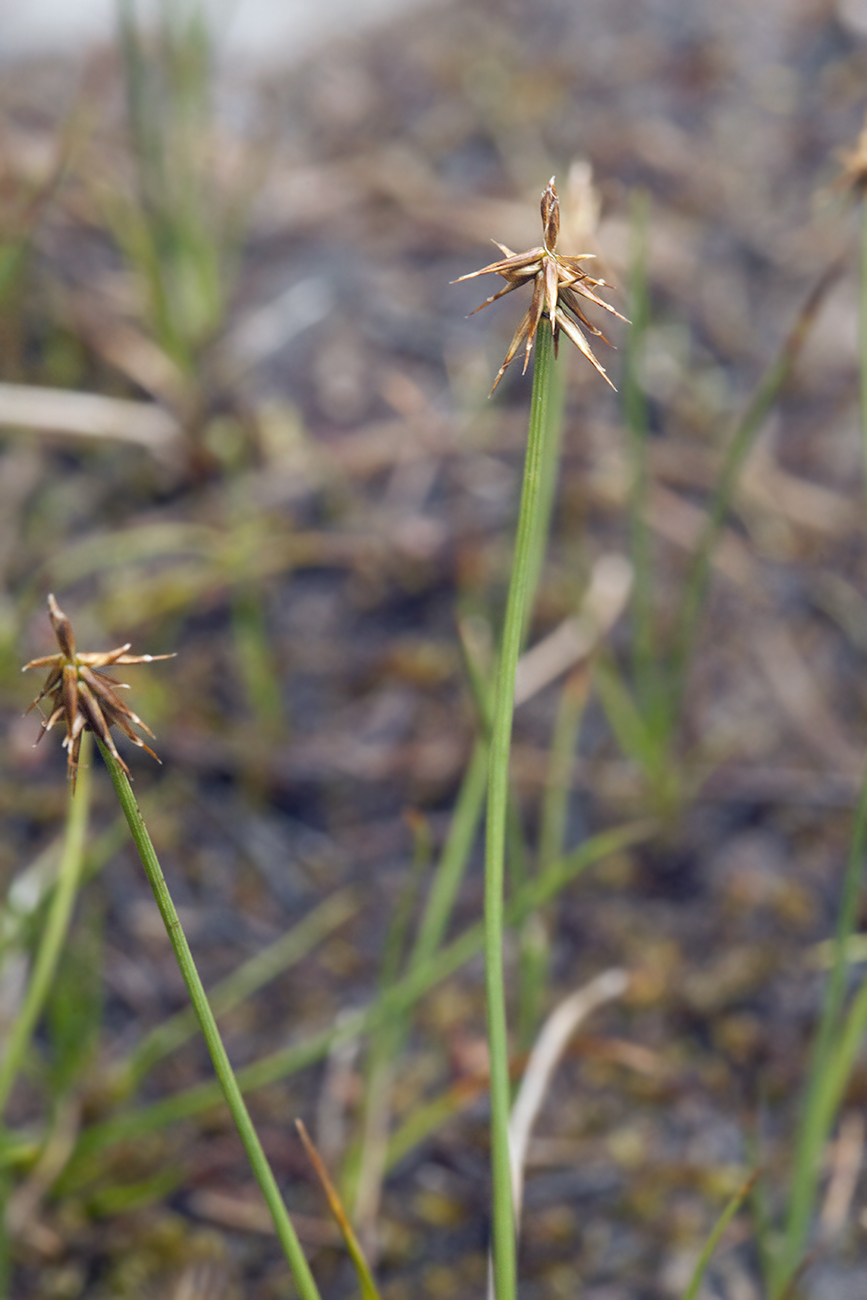 Image of Carex microglochin specimen.