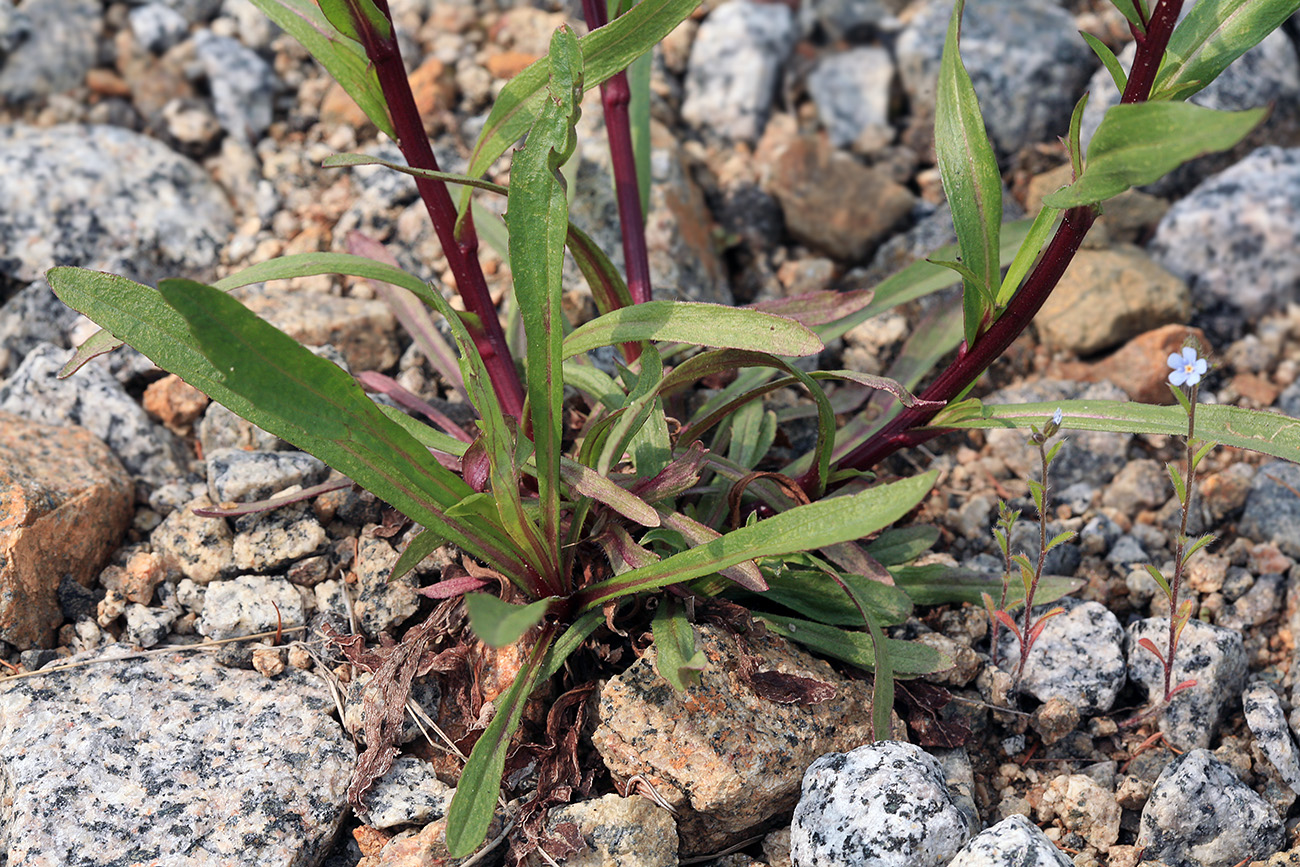 Image of Erigeron politus specimen.
