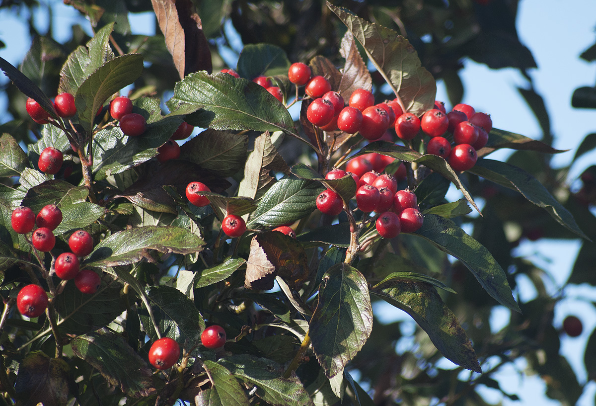 Image of genus Crataegus specimen.