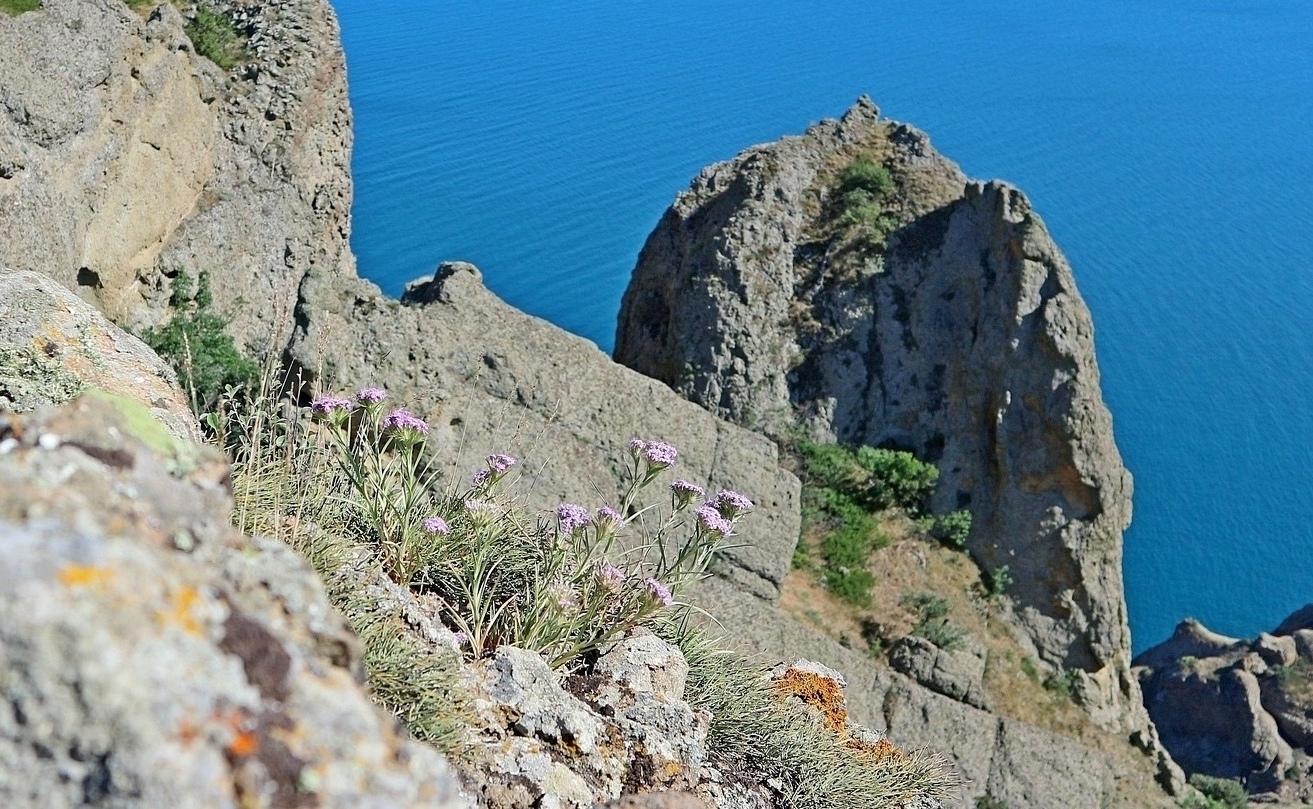 Image of Dianthus pseudarmeria specimen.