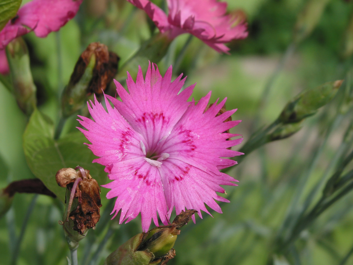 Изображение особи род Dianthus.