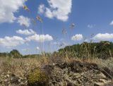 Poa bulbosa. Плодоносящие растения. Краснодарский край, Крымский р-н, окр. станицы Гладковская, грязевой вулкан Гладковские сопки, край лавового поля. 03.06.2018.