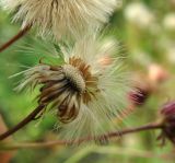 Erigeron acris. Соплодие. Окр. Архангельска, близ недействующей ж. д. 07.09.2014.